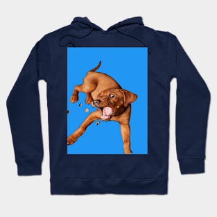 Dog Hoodie